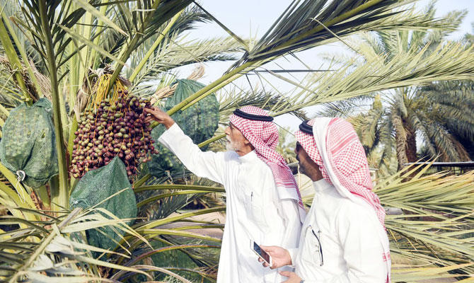  كيفية زراعة النخيل في حديقة المنزل