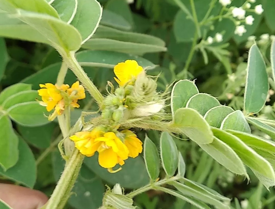 زراعة شجيرة الكاسيا تورا CASSIA TORA