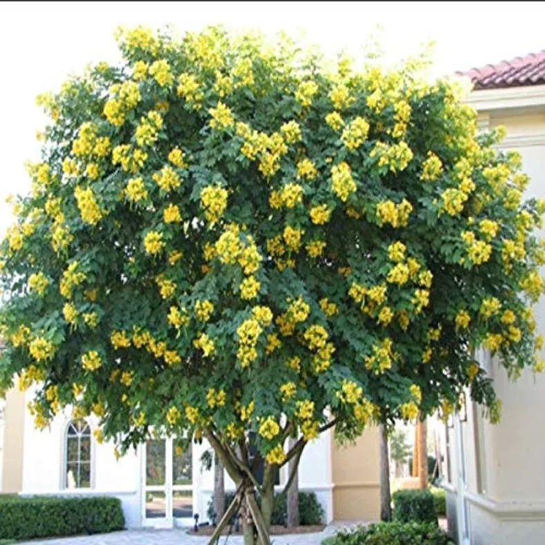 اكاسيا جلوكا Acacia glauca شجرة زينة دائمة الخضرة