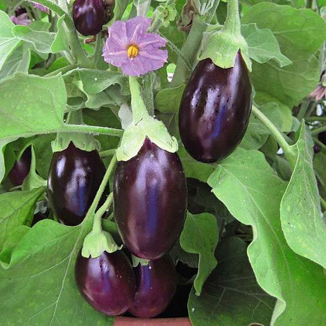 نبات الباذنجان المثمر Solanum melongena