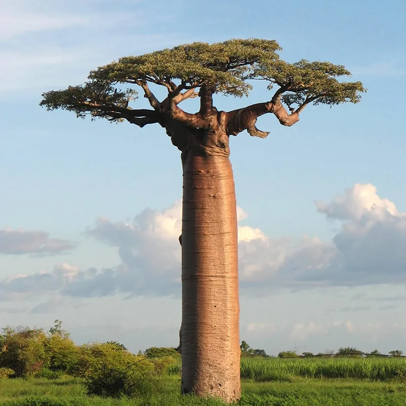 التبلدي السوداني