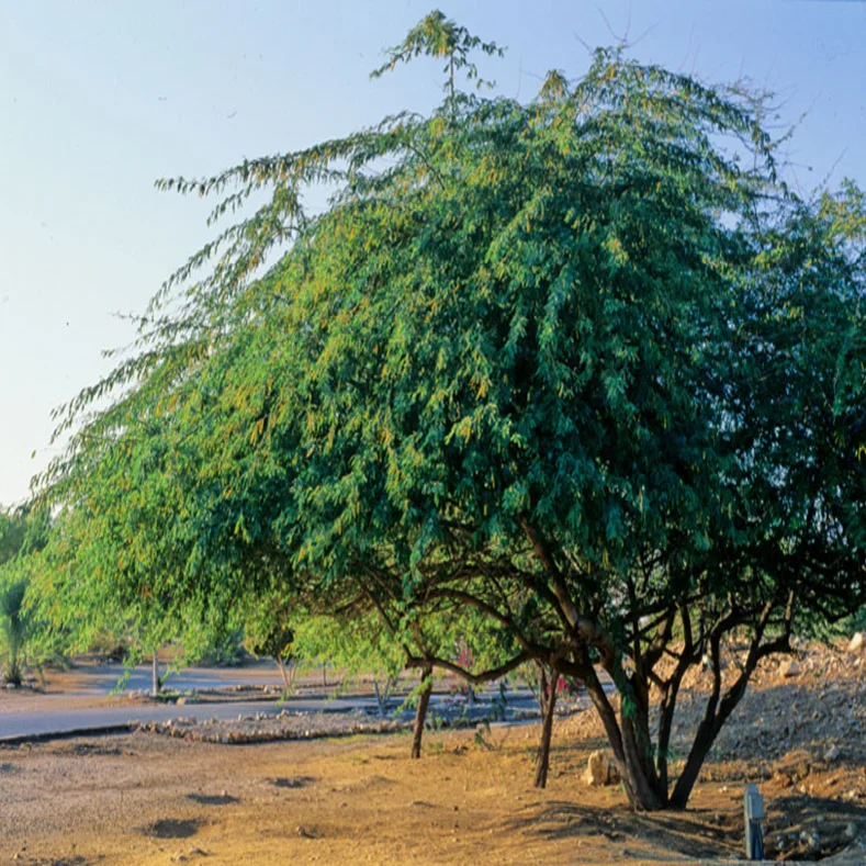 شجرة الغاف 1