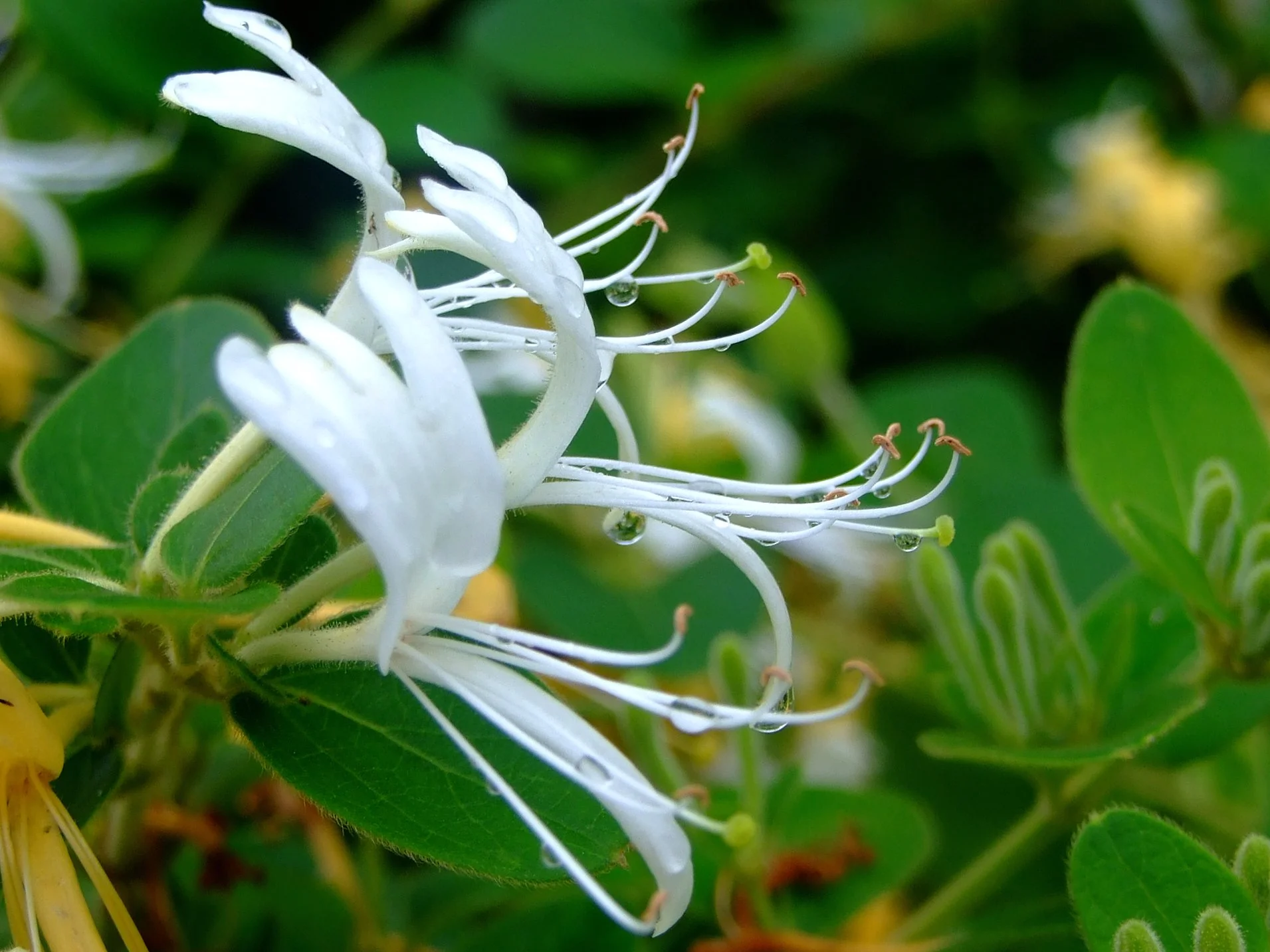 ياسمين عراقي Lonicera Japonica 1